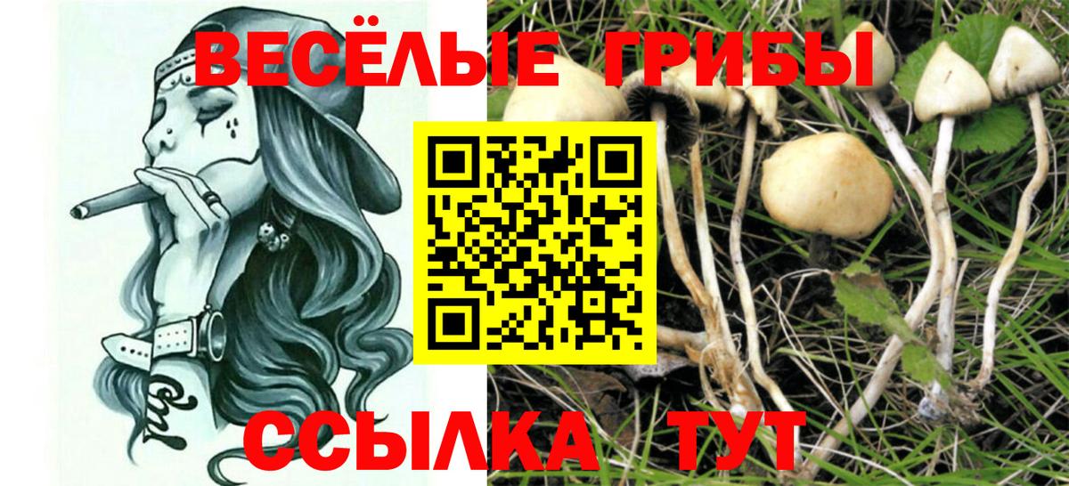 Галлюциногенные грибы GOLDEN TEACHER Горно-Алтайск